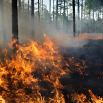 Incendi, la Spagna in emergenza nazionale: oltre 120mila ettari bruciati